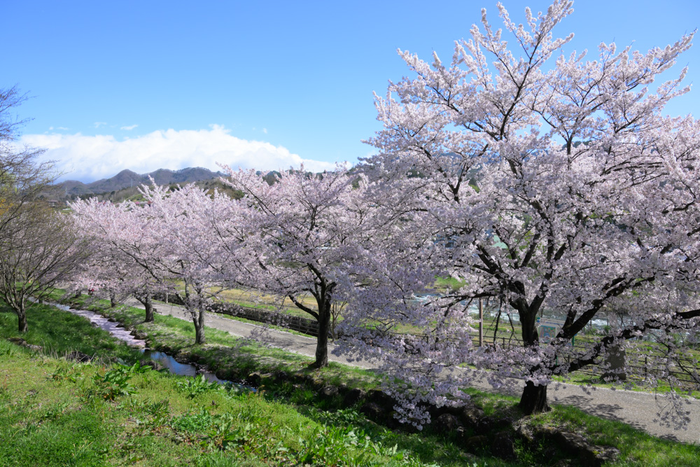 オートモードで撮影した桜並木の写真。カメラが自動で判断した明るさ