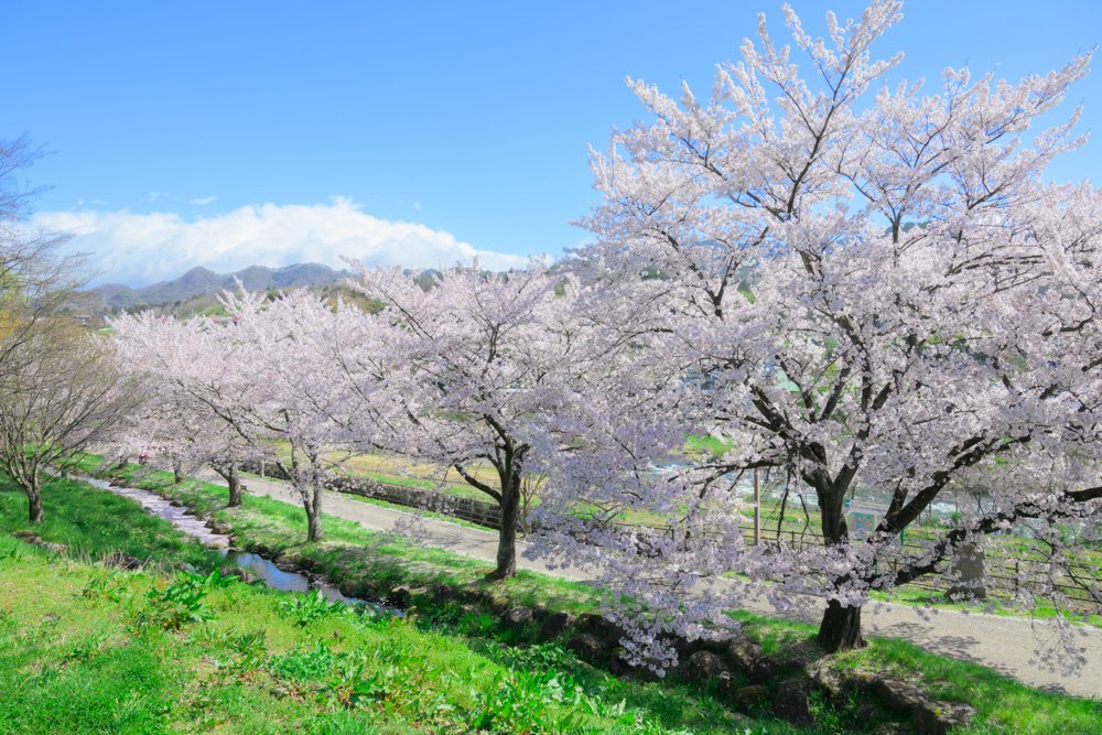 カメラのPモードで明るさを調整した桜並木の写真。オートより明るく華やかな仕上がり