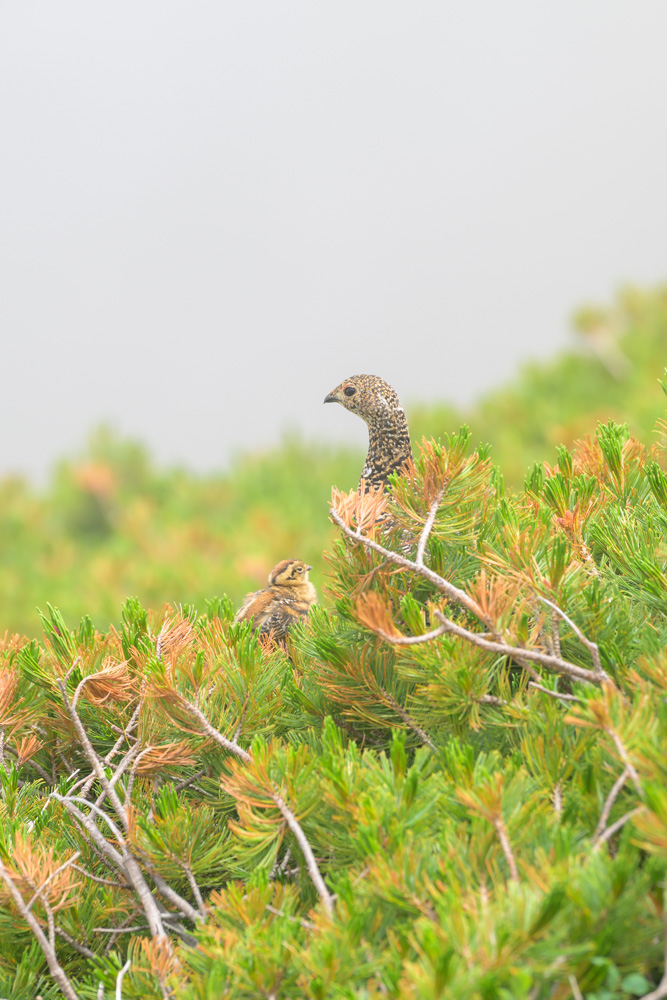 登山中にNikon Z8と望遠レンズで撮影した雷鳥の親子