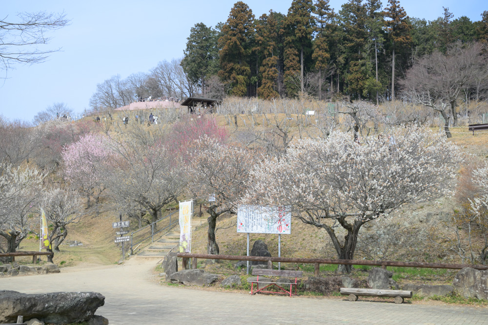 宝登山の山頂付近で咲く梅の花の様子