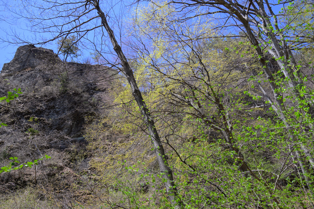 新緑が気持ちいい妙義山 中之岳神社方面へ下る登山道の風景