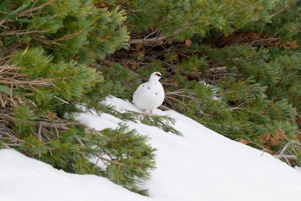 立山の自然の中で出会った雷鳥のかわいい姿の写真