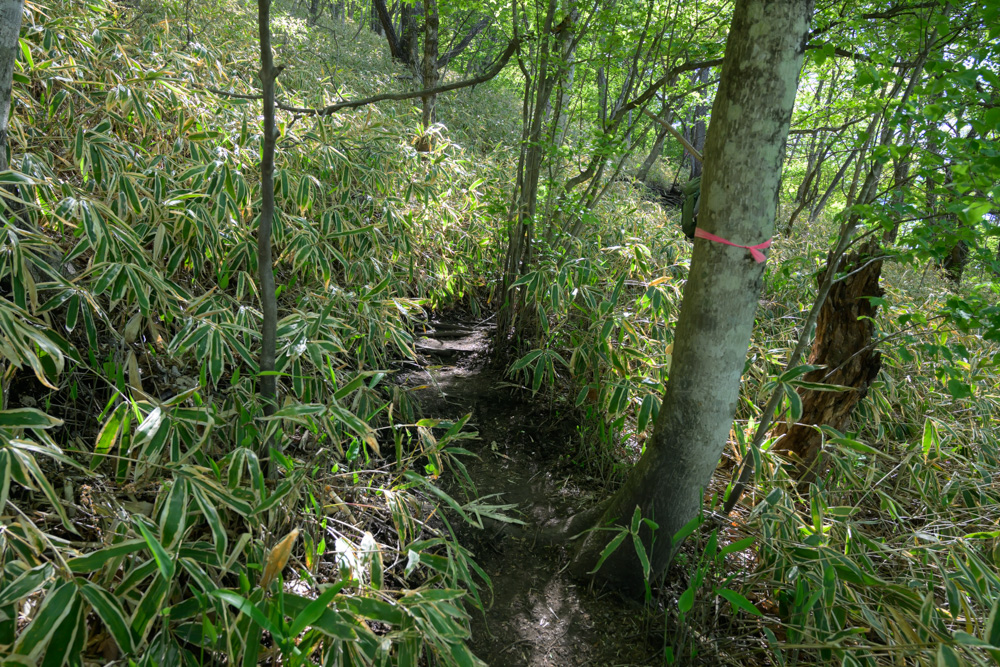笹に囲まれた榛名富士の登山道。大きな岩やガレ場は少なく、比較的歩きやすいため初心者にも登りやすいコースの様子。