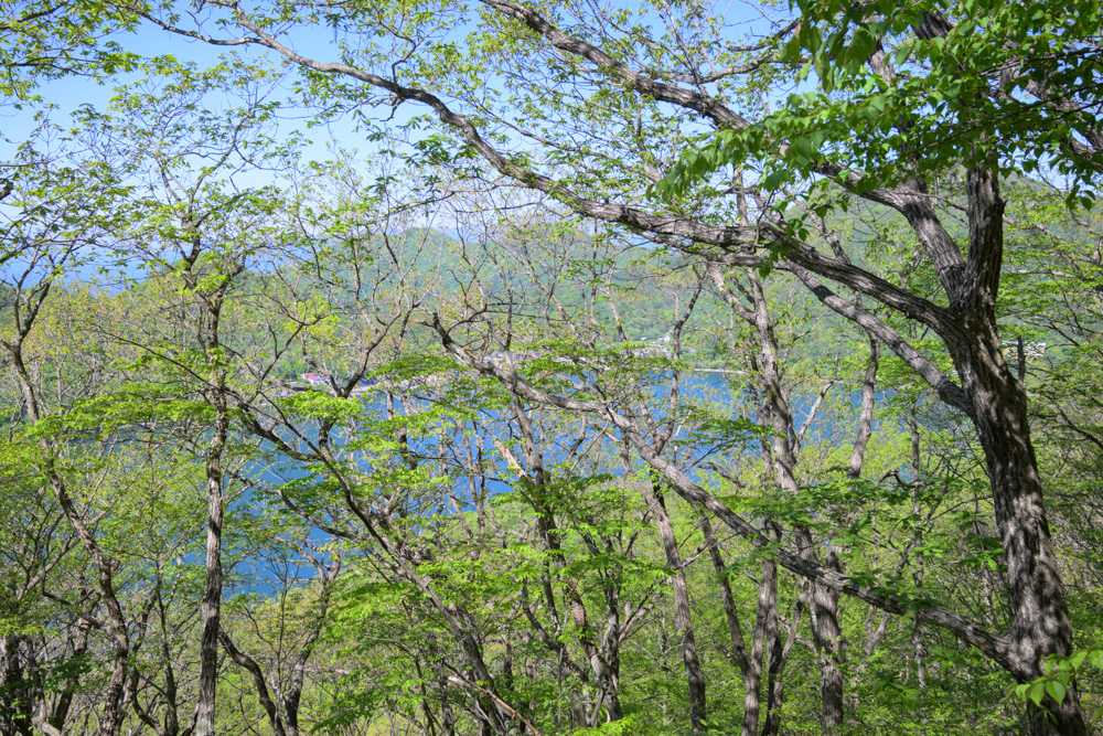 榛名富士の登山道途中から見えた榛名湖の景色。木々の隙間から青く輝く湖が少し見え、登山中の癒しを感じられる風景。