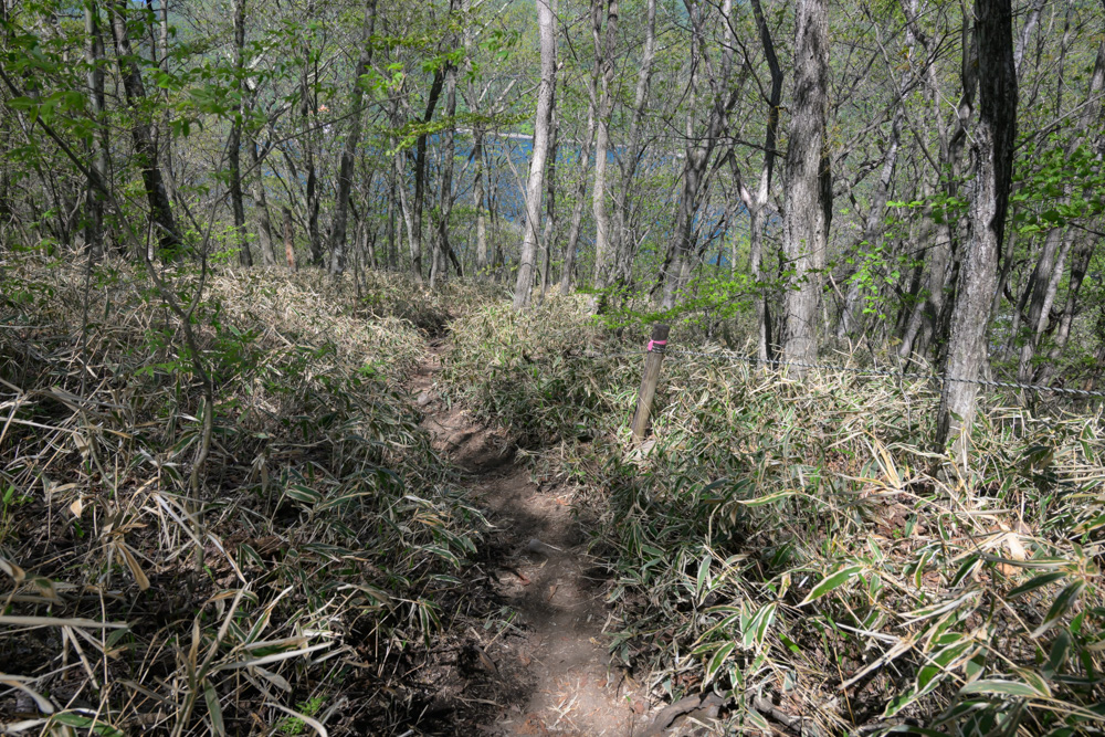 ゆうすげの道前半の急な下り坂の様子。傾斜のある登山道が続いており、下山時は足元に注意しながら進みたいコース。