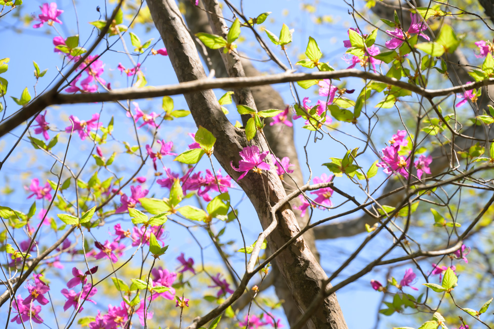 ツツジや花がまばらに咲いている登山道の景色。今年は花の咲き具合が少なく、例年より少し寂しい印象を受ける様子。