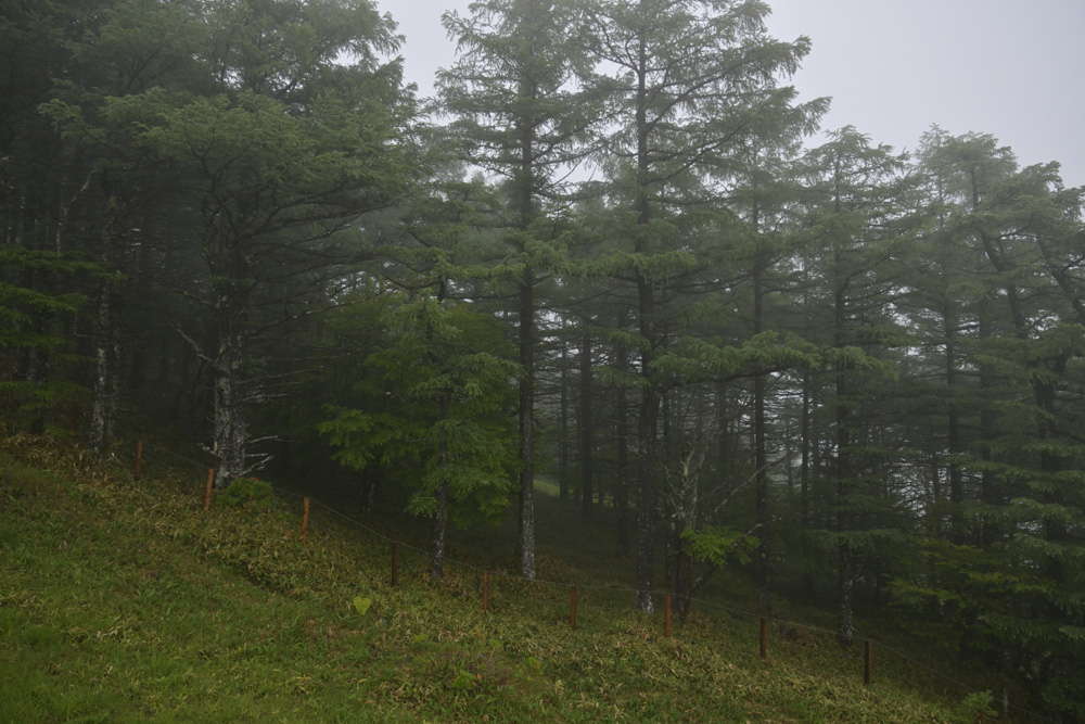 湯の丸高原の夏山リフトから見た景色。霧が立ち込める幻想的な風景の中を進み、レンゲツツジが咲く湯の丸山へ向かう。