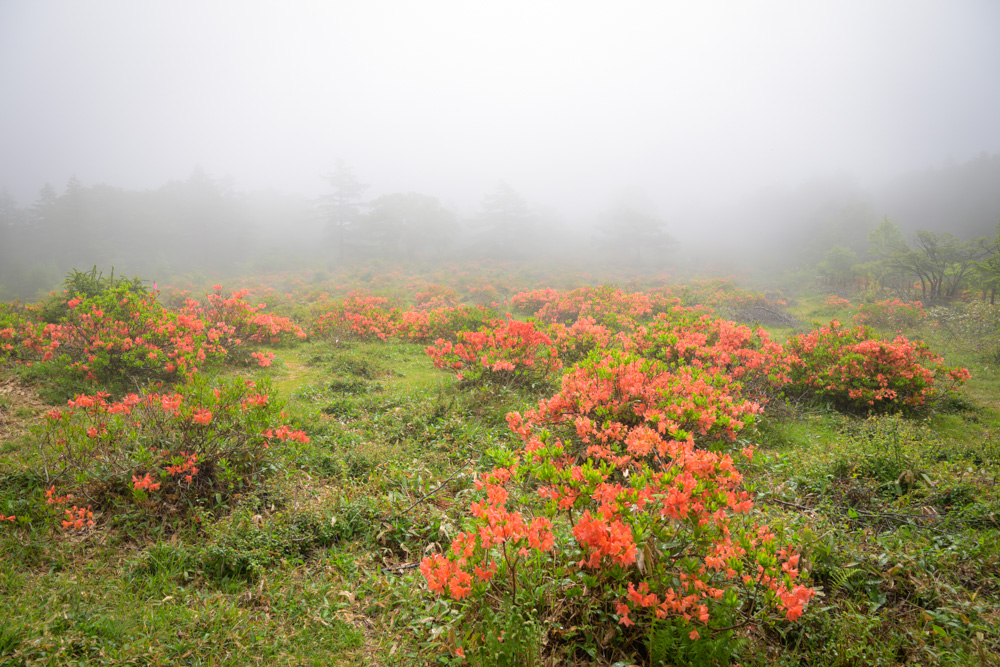 湯の丸高原のつつじ平を彩るレンゲツツジ。霧に覆われた幻想的な風景の中、一面に咲くツツジが初夏の訪れを感じさせる。