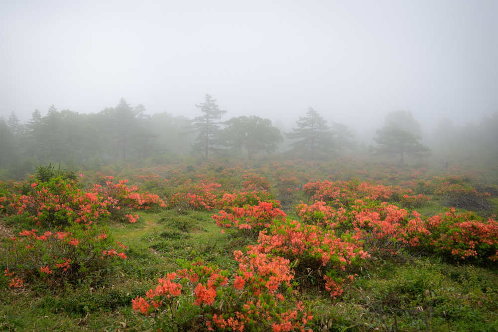 湯の丸高原のつつじ平を彩るレンゲツツジ。霧に覆われた幻想的な風景の中、一面に咲くツツジが初夏の訪れを感じさせる。