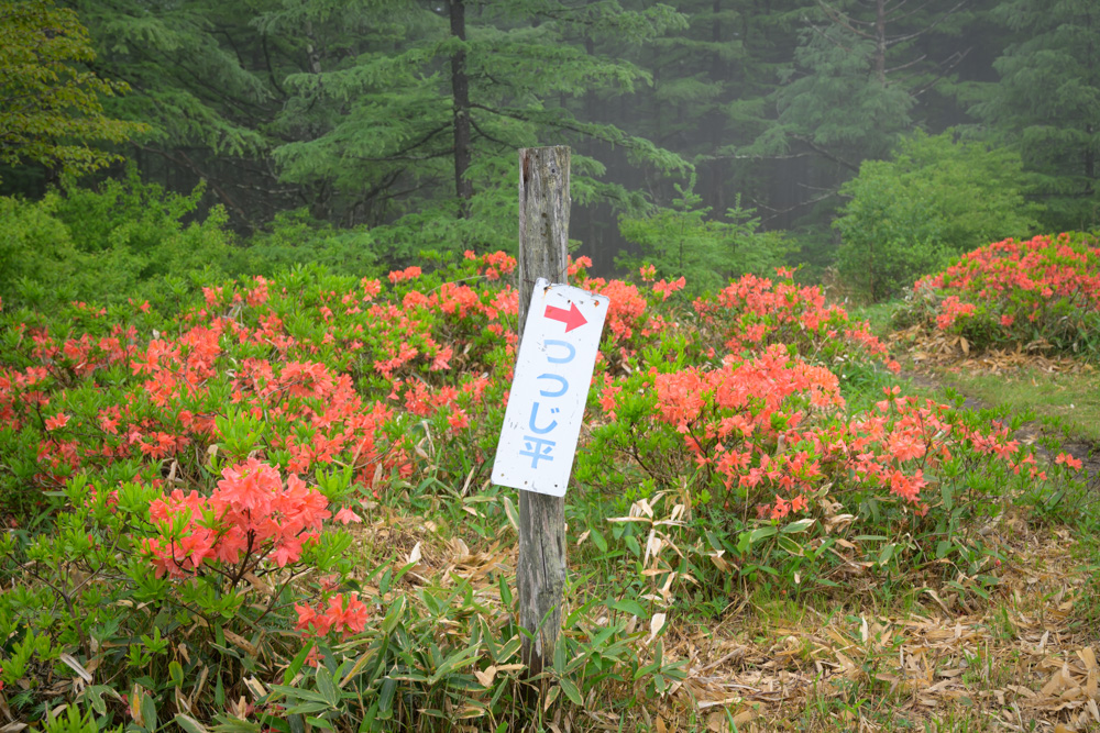 湯の丸高原にある「つつじ平」の案内看板。レンゲツツジ群生地への入口で、多くの観光客や登山者が訪れる人気スポット。