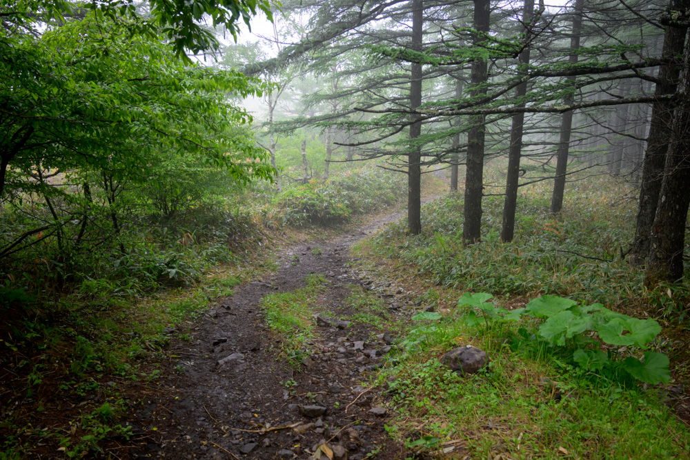 雨上がりの湯の丸山登山道の様子。初心者登山でも歩きやすいコースだが、ぬかるみや滑りやすい浮石があるため登山靴の着用がおすすめ。