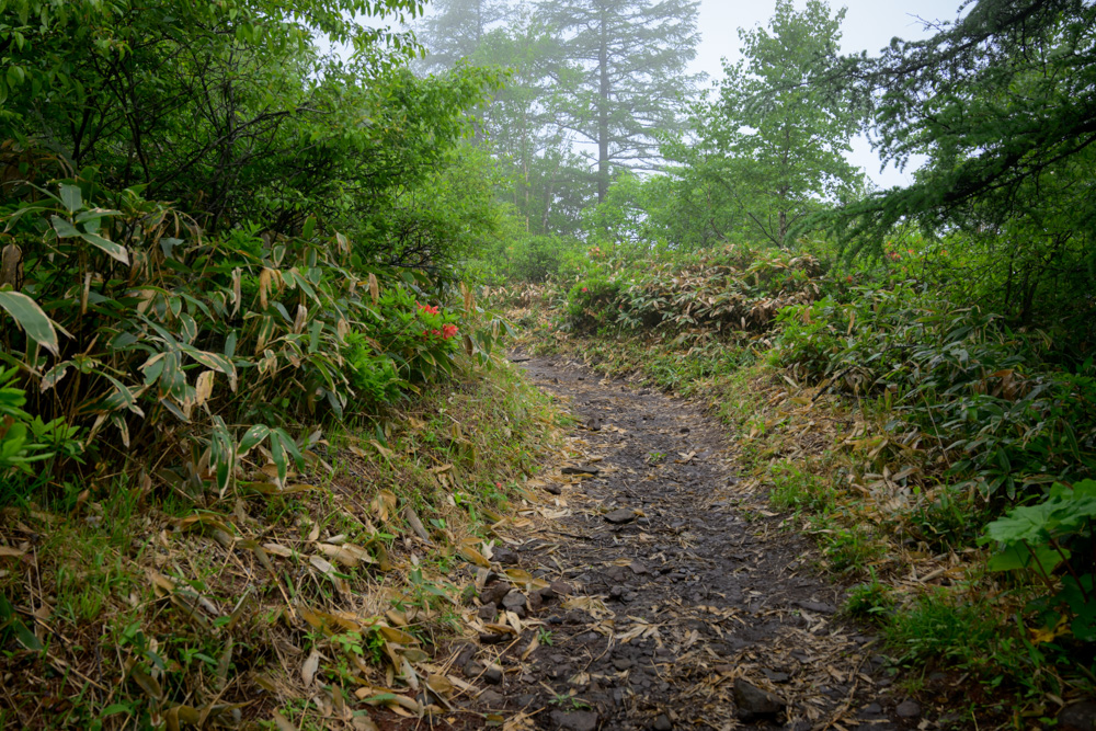 雨上がりの湯の丸山登山道の様子。初心者登山でも歩きやすいコースだが、ぬかるみや滑りやすい浮石があるため登山靴の着用がおすすめ。