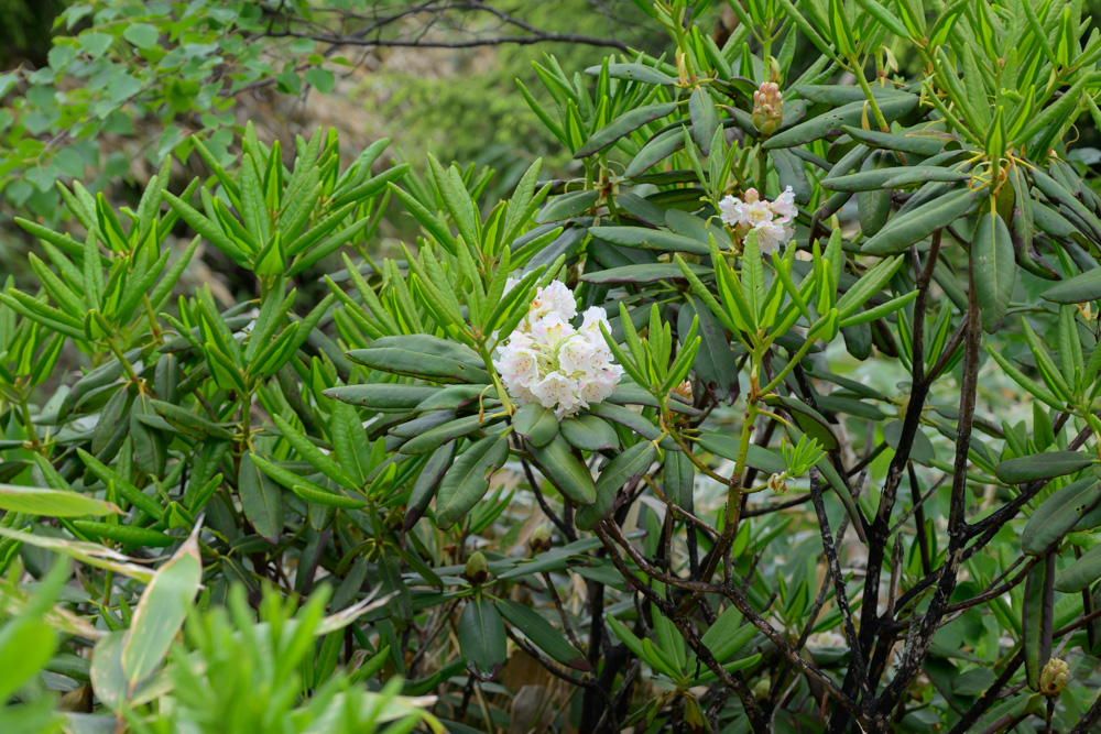 湯の丸山の登山道沿いに咲くハクサンシャクナゲ。白い花が新緑に映える高山植物。