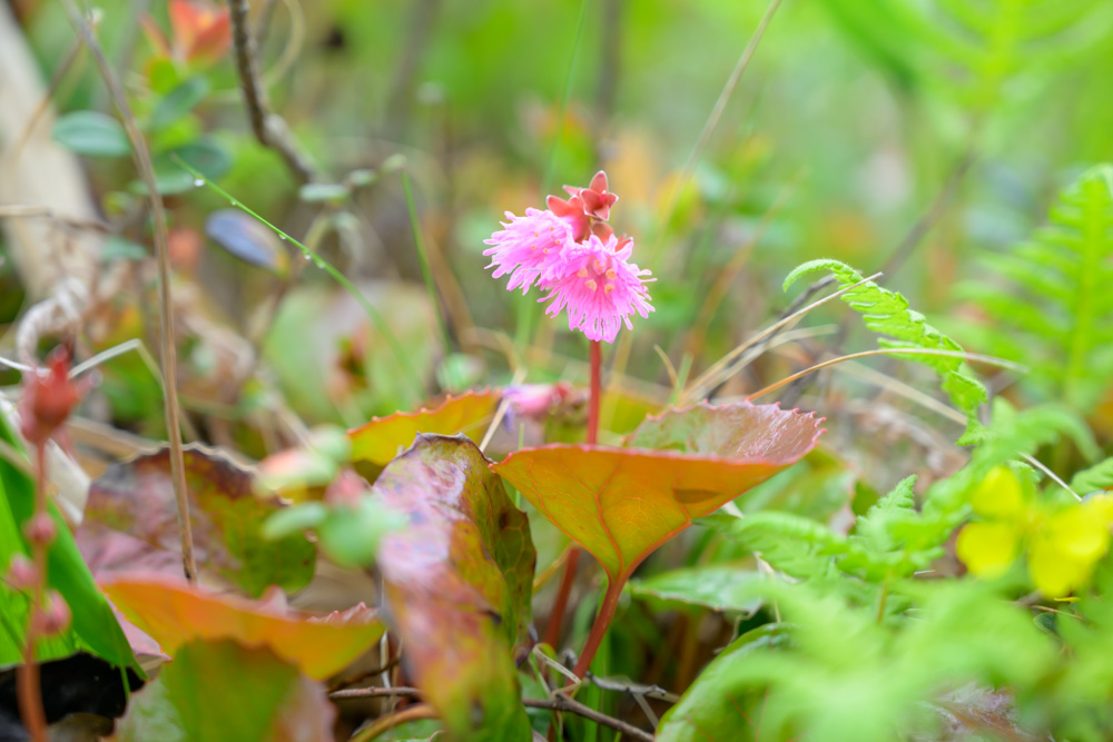 湯の丸山の登山道に咲くイワカガミ。フリル状のピンク色の花が可愛らしい高山植物。