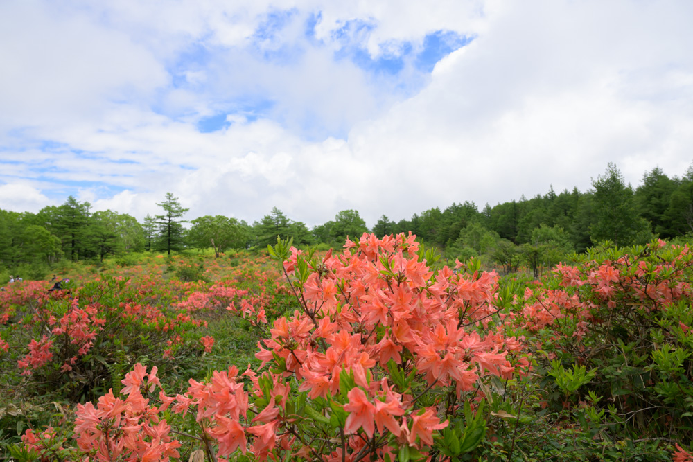 湯の丸高原つつじ平のレンゲツツジ群生地。晴れた青空と陽光に照らされた満開のレンゲツツジが楽しめる人気の撮影スポット。