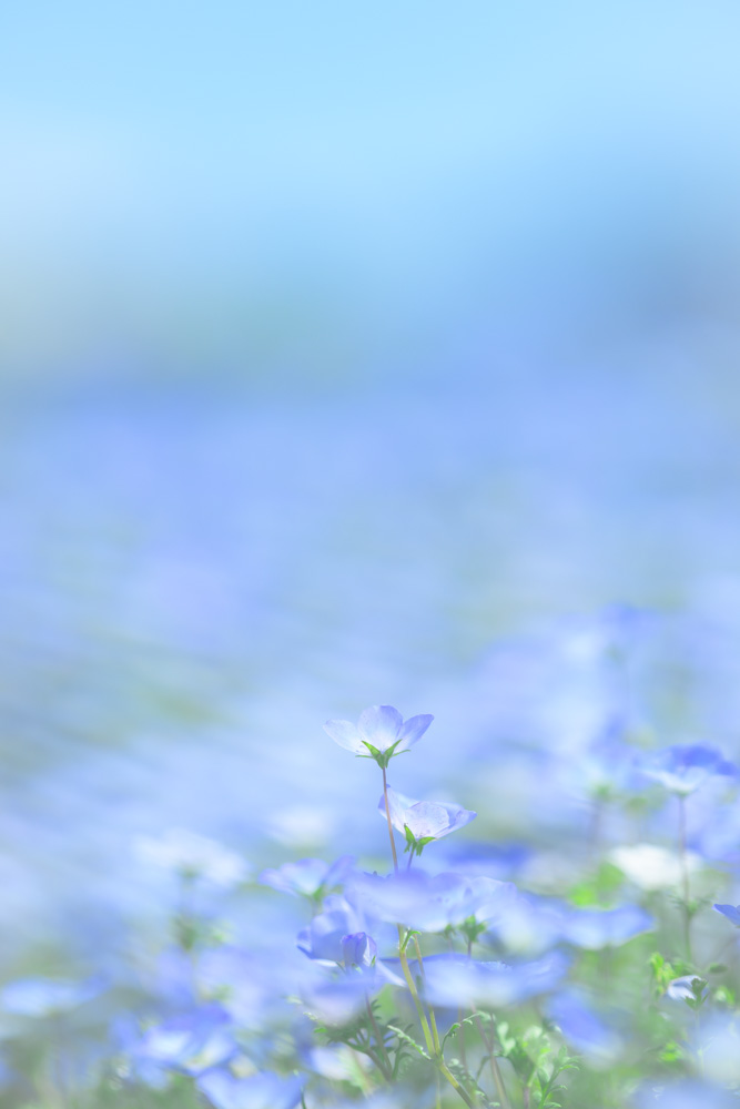 NIKKOR Z 135mm f/1.8 Plenaの開放F1.8で撮影したネモフィラの作例
