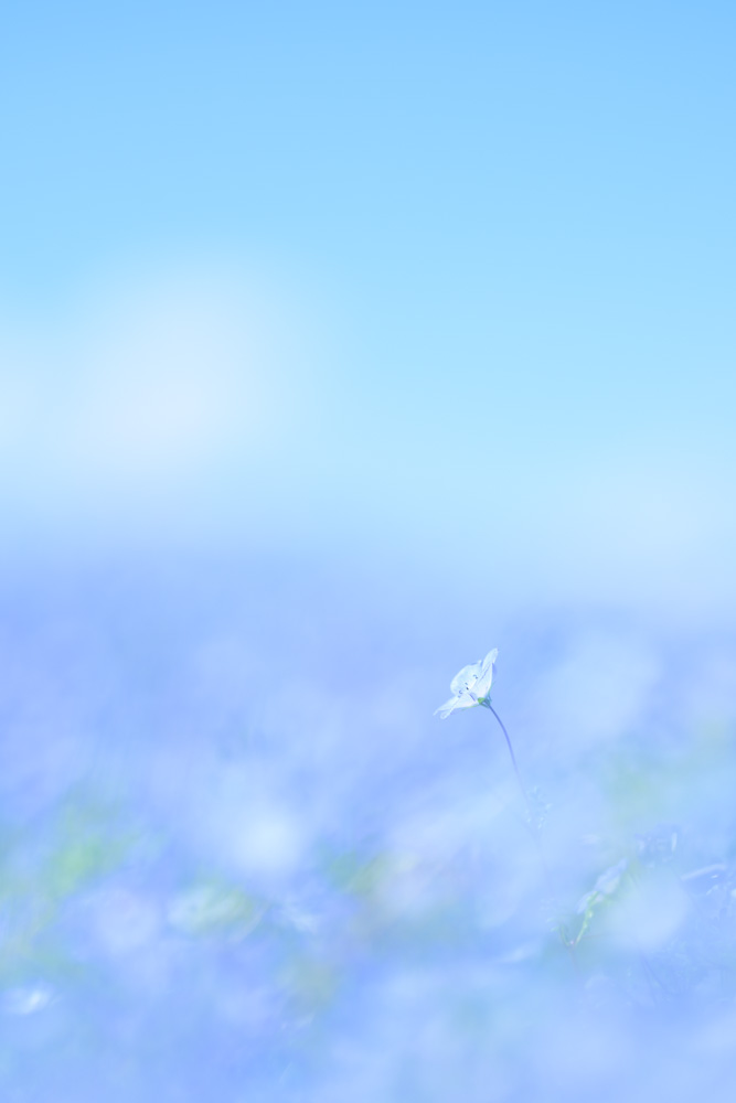 NIKKOR Z 135mm f/1.8 Plenaの開放F1.8で撮影したネモフィラの作例