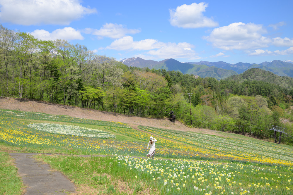 NIKKOR Z 50mm f1.8 Sで撮影した青空とスイセン畑、女性の後ろ姿