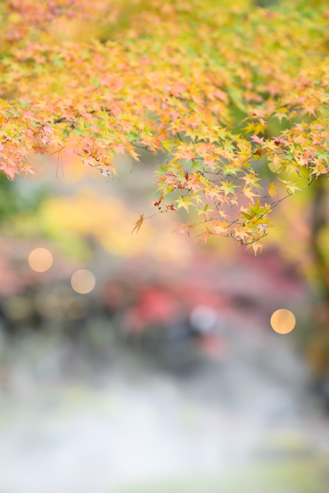NIKKOR Z 135mm f/1.8 Plenaの玉ボケを生かして撮影した紅葉