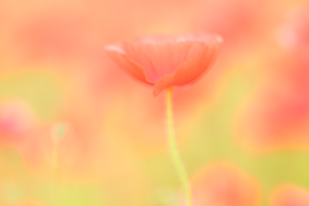 NIKKOR Z 135mm f/1.8 Plenaのボケを生かして撮影したポピー