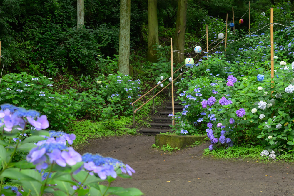 NIKKOR Z 50mm f1.8 SでF8に絞って撮影したアジサイの風景