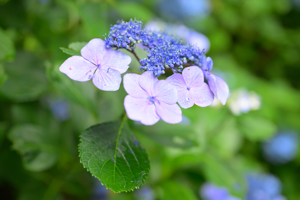 NIKKOR Z 50mm f1.8 SでF1.8開放撮影したアジサイの美しいボケ味