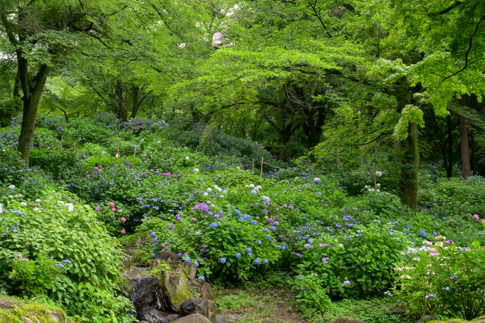 NIKKOR Z 50mm f1.8 SでF8に絞って撮影したアジサイの風景