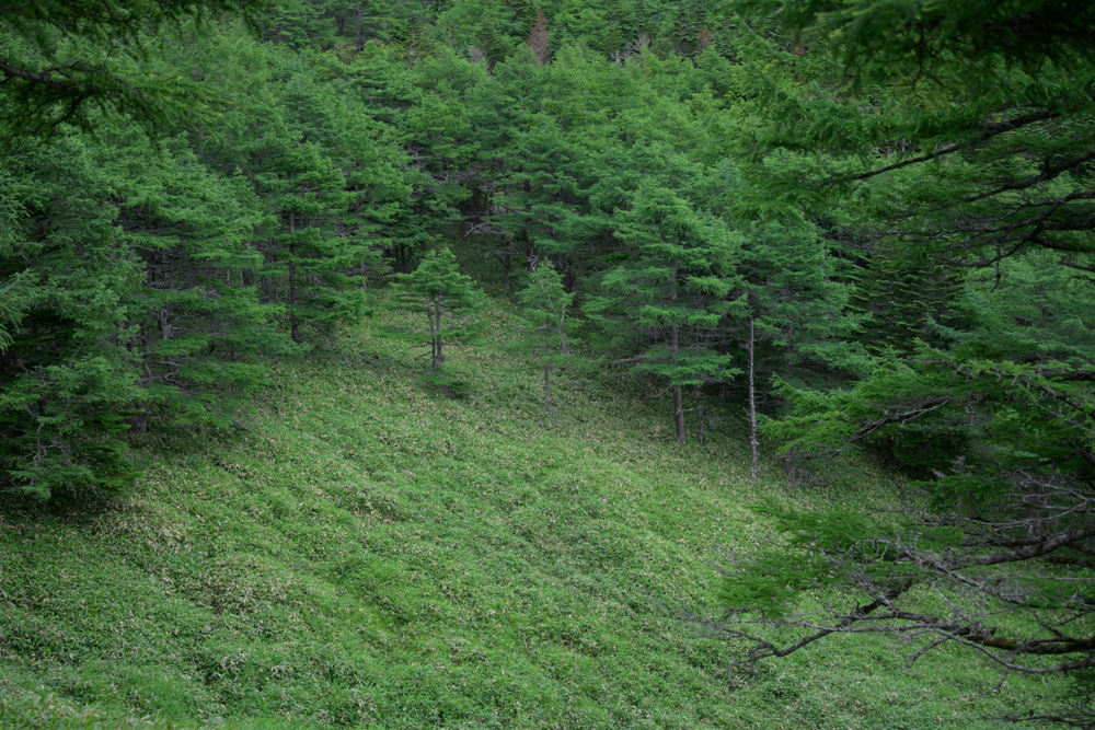 黒斑山表コースから見た緑豊かな森の景色