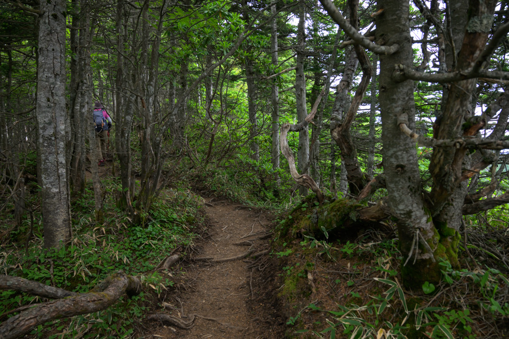 黒斑山山頂へ続く樹林帯の登山道