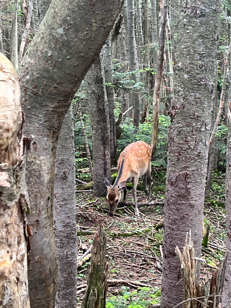 黒斑山の下山中に遭遇した野生の鹿