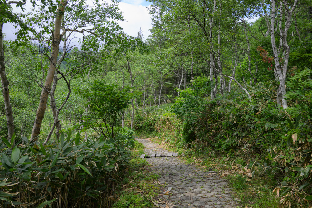 田ノ原湿原へ向かう石畳の遊歩道。シラカバの木々に囲まれた緑豊かな小道。