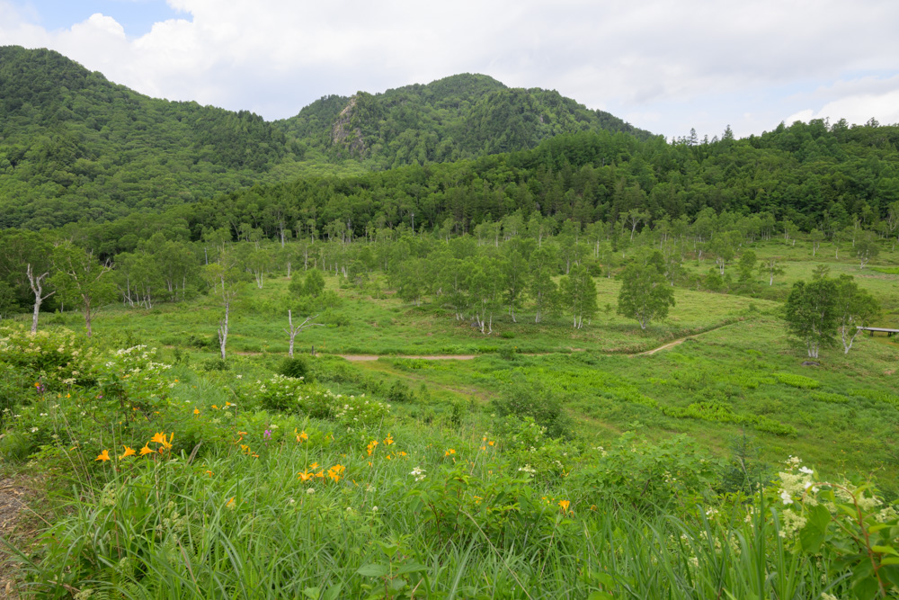 田ノ原湿原に咲くニッコウキスゲと、奥に広がる山並みの風景。