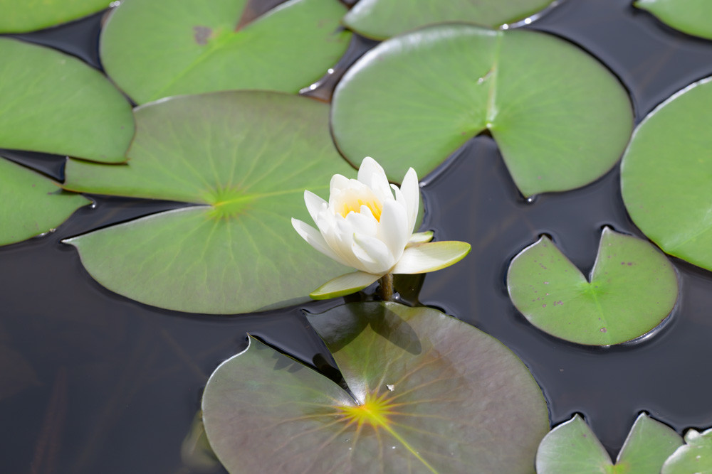 水面に浮かぶ蓮の葉の間に咲く、白く可憐な花のクローズアップ。