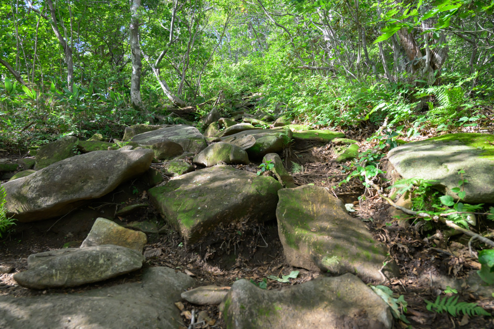 西黒尾根の樹林帯に続く、苔むした岩がゴロゴロとした登山道