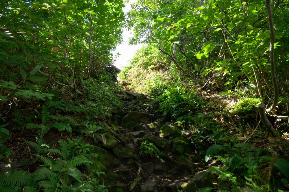 西黒尾根の樹林帯を進む急な岩場の登山道。木々の隙間から光が差し込んでいる