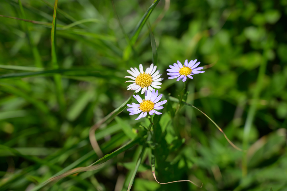 西黒尾根に咲く高山植物。白から薄紫の花びらに黄色い中心を持つ花