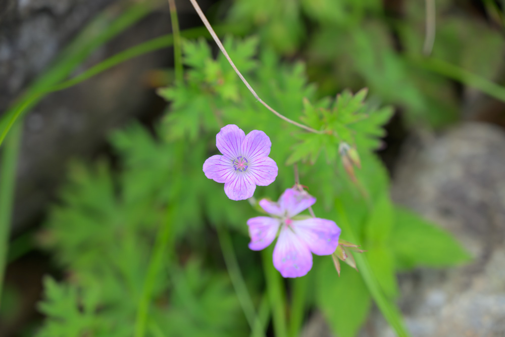 西黒尾根に咲くハクサンフウロ。淡い紫色の5枚の花びらが特徴的