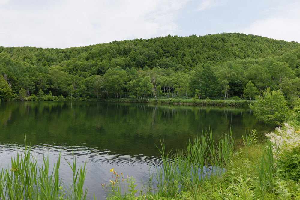 木戸池の水面に映る周囲の緑の山々。手前には水辺の草花が茂っている。志賀高原の池めぐりコースの出発点となるスポット。