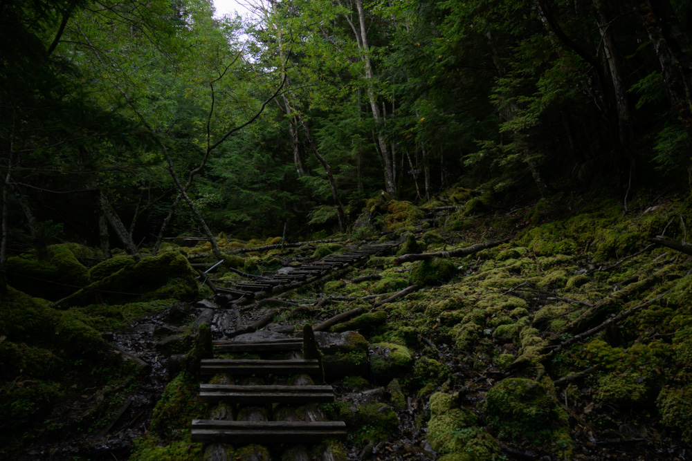 一面の苔に覆われた森の中を、木の階段と丸太の道が奥へと続く登山道