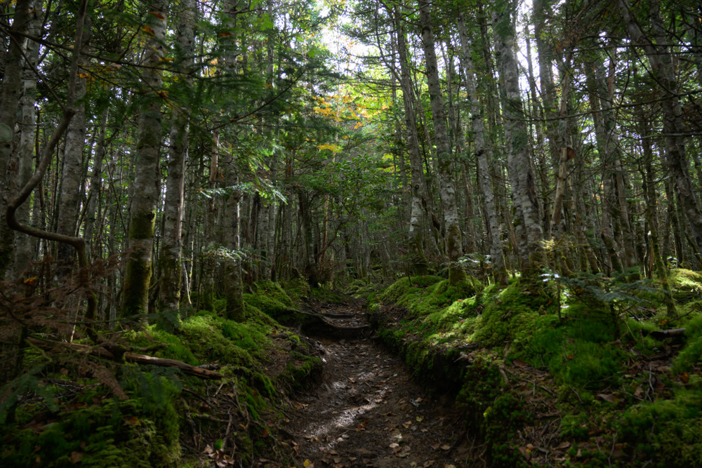 細い木々が立ち並ぶ樹林帯の中、苔の間を奥へと続く登山道