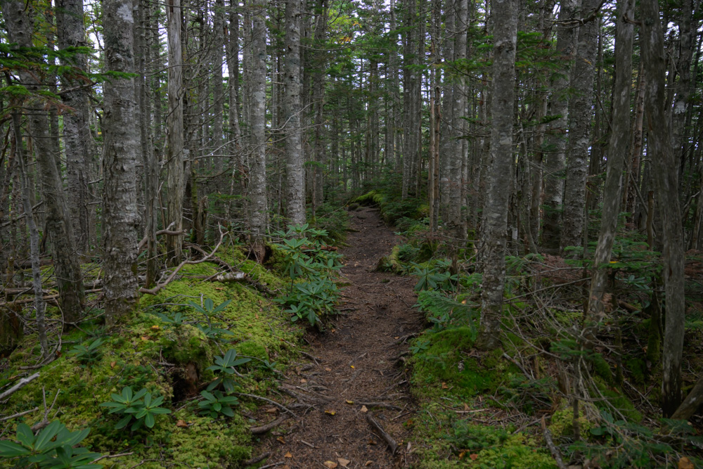 細い木々が立ち並ぶ森の中、苔と低い草の間をゆるやかに続く土の登山道