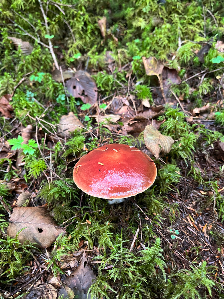 苔に覆われた木の根元に生えた、オレンジ色のキノコ