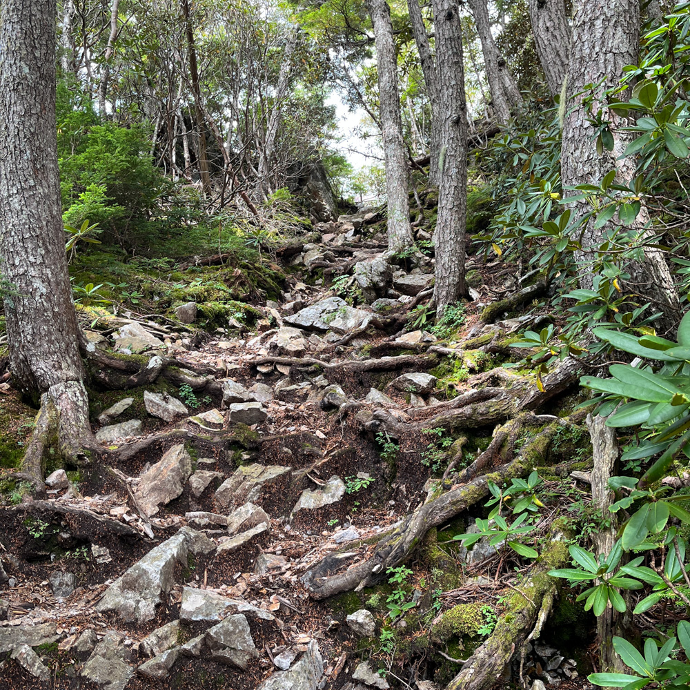 木の根と岩がむき出しになった、森の中の急な登山道