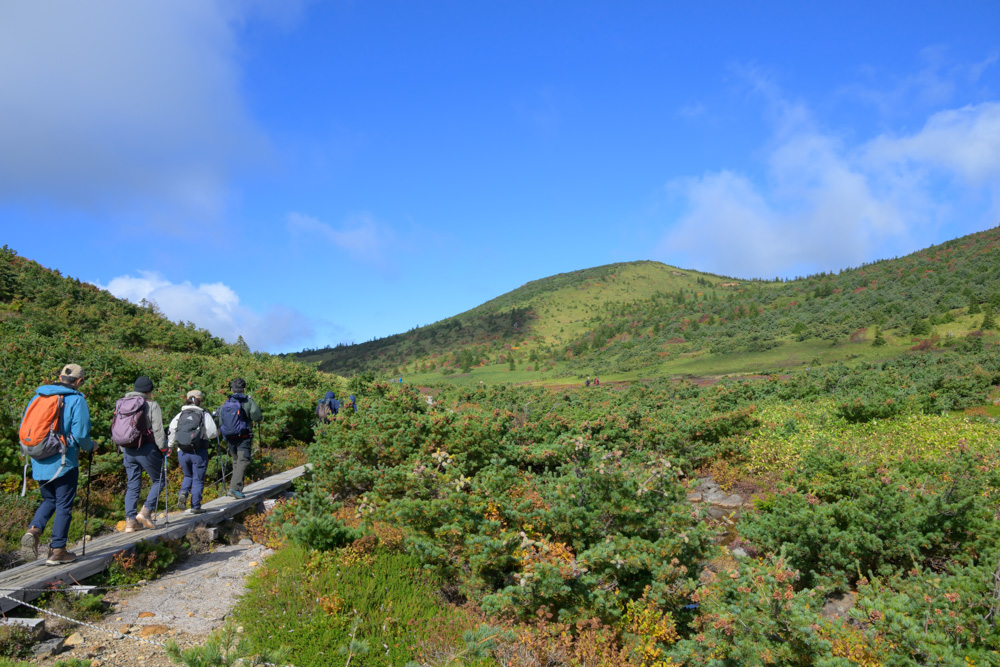 青空の下、低木に囲まれた木道を歩く登山者の列と、奥に見える丸みのある山