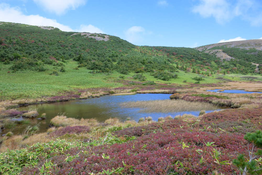 赤く色づいた草紅葉に囲まれた湿原の池。奥に緑の山の斜面が見える